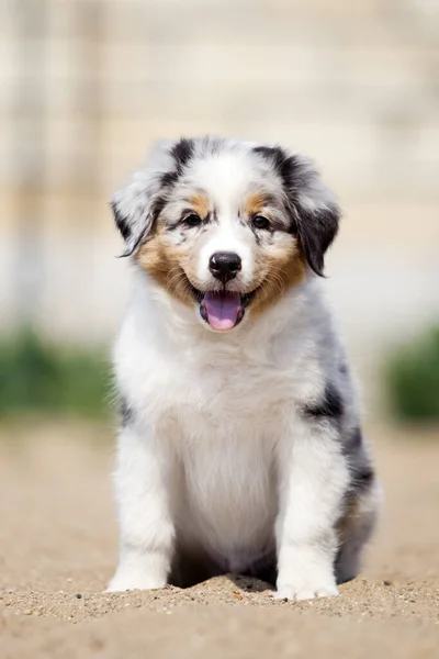 Pequeno Cachorro Pastor Australiano Bonito — Fotografia de Stock