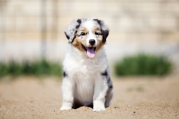 Lilla Söta Australiska Shepherd Valp — Stockfoto