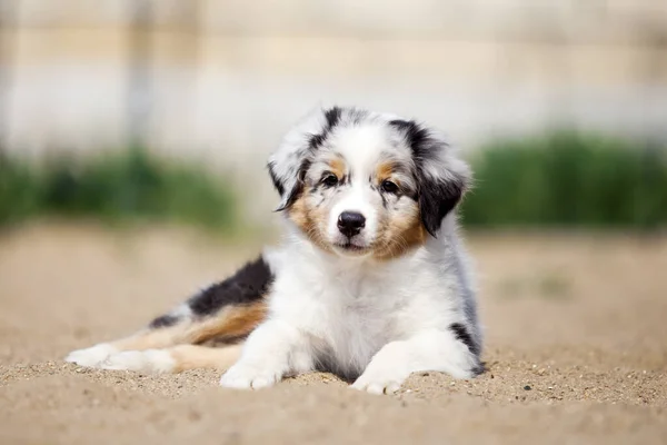 Little Cute Owczarek Australijski Szczeniak — Zdjęcie stockowe