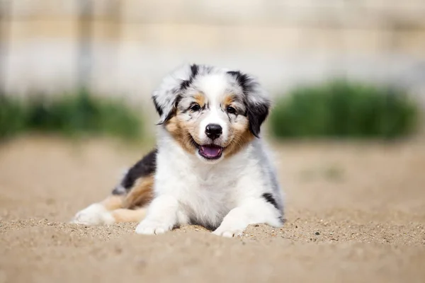 Lilla Söta Australiska Shepherd Valp — Stockfoto