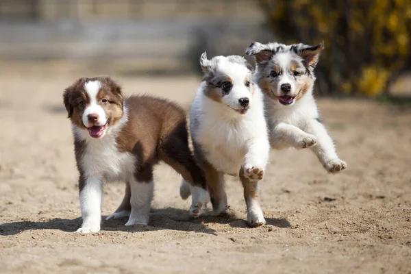 미국인 셰퍼드 강아지들 — 스톡 사진