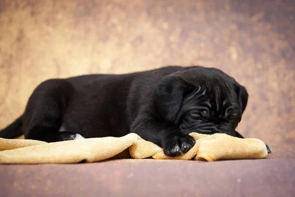 Lindo Bastón Corso Cachorro Estudio Disparo —  Fotos de Stock