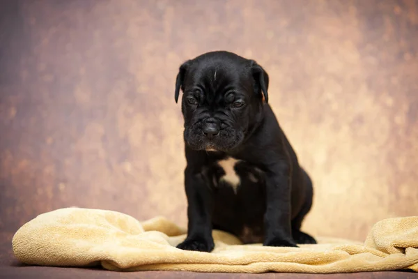 Cute Cane Corso Puppy Studio Shot — Stock Photo, Image