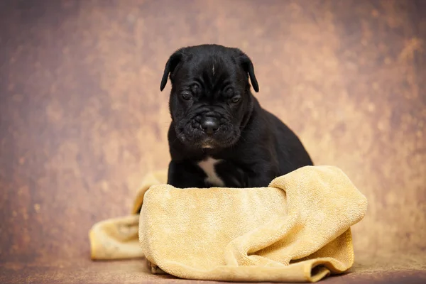 かわいい杖コルソ子犬のスタジオショット — ストック写真