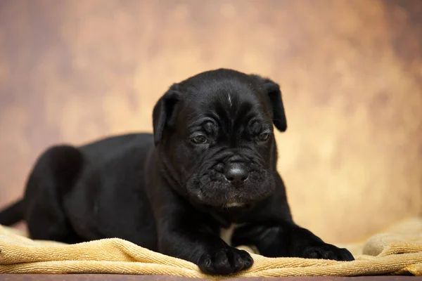 Cute Cane Corso Puppy Studio Shot — Stock Photo, Image