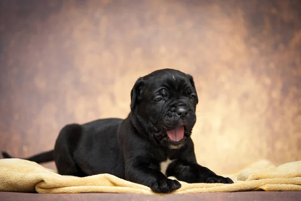 Cute Cane Corso Puppy Studio Shot — Stock Photo, Image