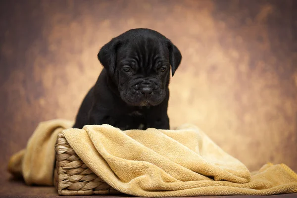 かわいい杖コルソ子犬のスタジオショット — ストック写真