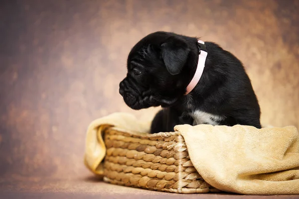 かわいい杖コルソ子犬のスタジオショット — ストック写真