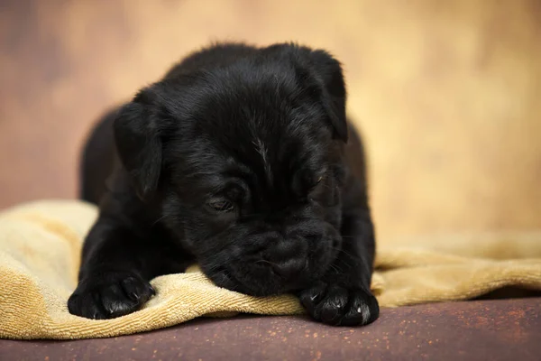 かわいい杖コルソ子犬のスタジオショット — ストック写真