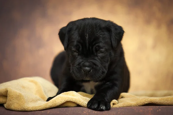 Cute Cane Corso Puppy Studio Shot — Stock Photo, Image