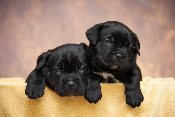 Şirin, küçük siyah köpek yavruları.