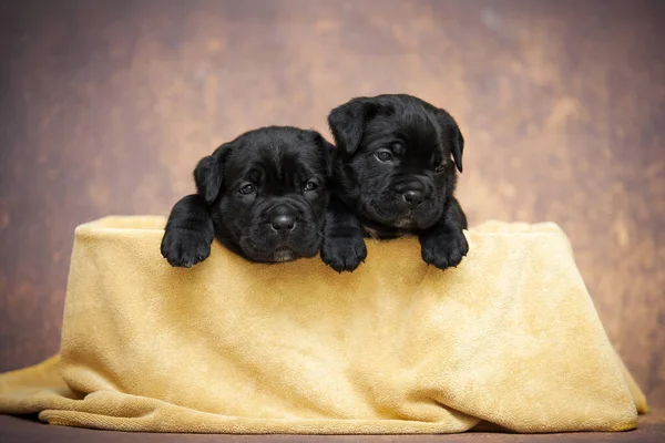 Şirin, küçük siyah köpek yavruları.