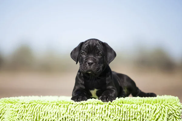 Şirin baston Corso Köpek Stüdyosu