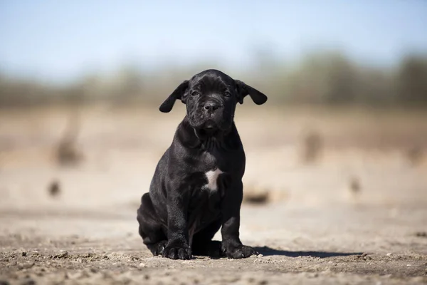 Carino Canna Corso Cucciolo Studio Colpo — Foto Stock