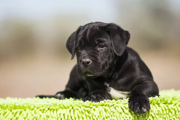 Şirin baston Corso Köpek Stüdyosu