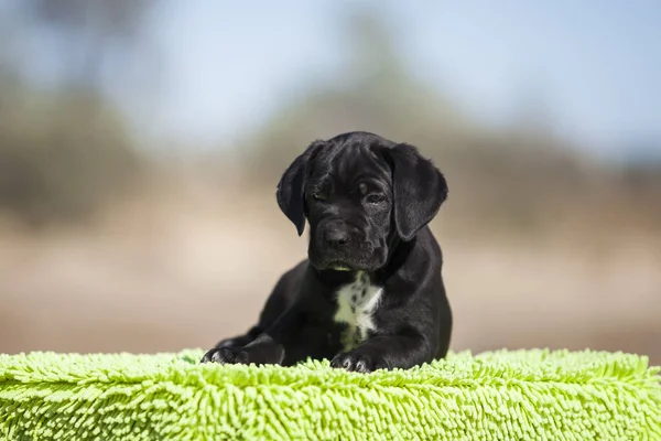 Şirin baston Corso Köpek Stüdyosu