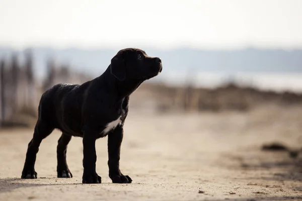 Schattig Riet Corso Puppy Studio Schot — Stockfoto