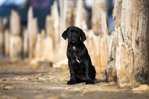 Şirin baston Corso Köpek Stüdyosu