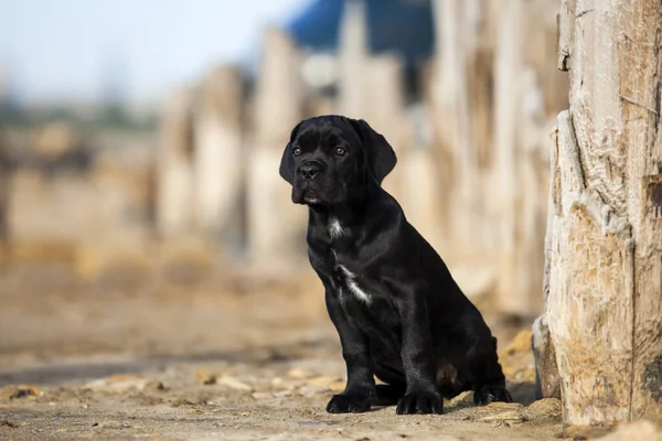 Şirin baston Corso Köpek Stüdyosu