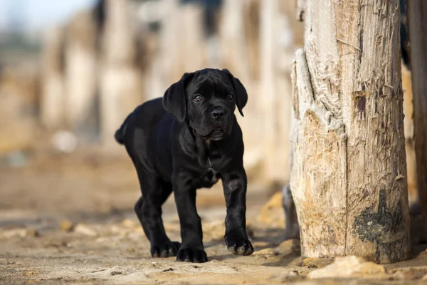 Şirin baston Corso Köpek Stüdyosu