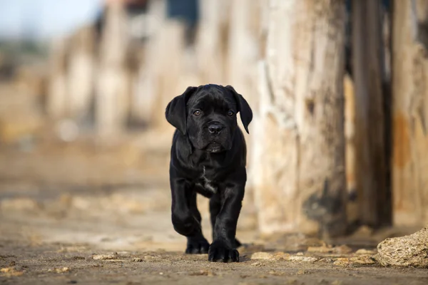 Schattig Riet Corso Puppy Studio Schot — Stockfoto