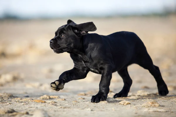 Bonito Cana Corso Filhote Cachorro Tiro — Fotografia de Stock