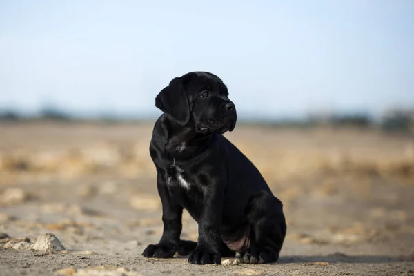 Schattig Riet Corso Puppy Studio Schot — Stockfoto