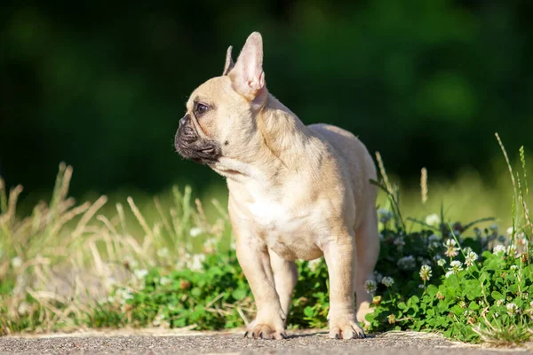 Närbild Söt Fransk Bulldog Utomhus — Stockfoto