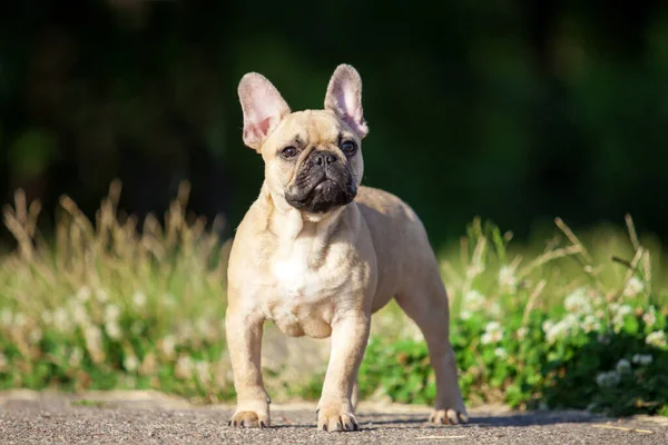 Açık Havada Sevimli Fransız Bulldog Unu Kapatıyoruz — Stok fotoğraf