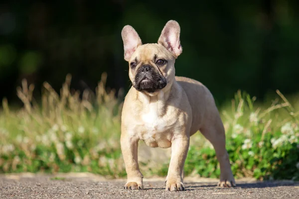 Gros Plan Mignon Français Bulldog Extérieur — Photo