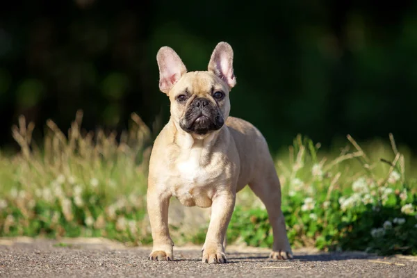 Cerrar Lindo Bulldog Francés Aire Libre — Foto de Stock