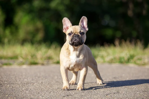 Açık Havada Sevimli Fransız Bulldog Unu Kapatıyoruz — Stok fotoğraf