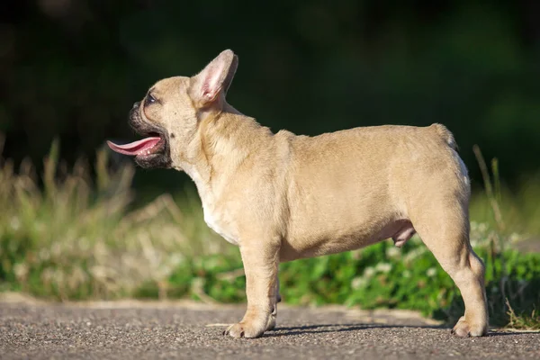 Zbliżenie Słodkie Francuski Buldog Zewnątrz — Zdjęcie stockowe