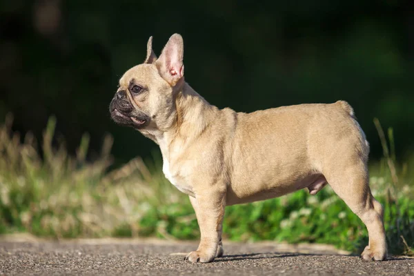 Nahaufnahme Niedliche Französische Bulldogge Freien — Stockfoto