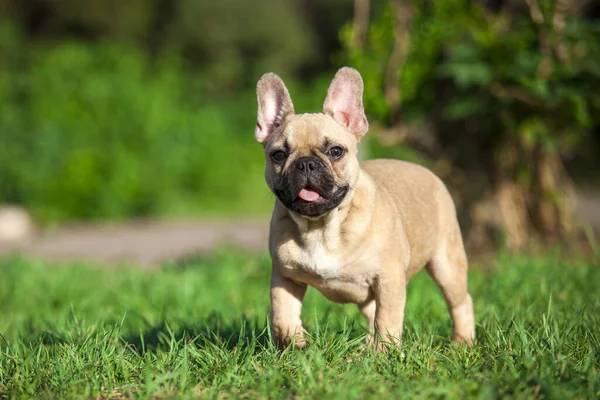 Close Cute French Bulldog Outdoors — Stock Photo, Image