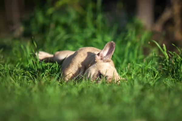 Cerrar Lindo Bulldog Francés Aire Libre — Foto de Stock