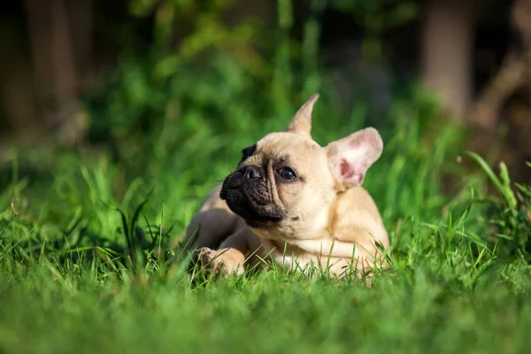 Fransız buldoğu çimenlerde dinleniyor.