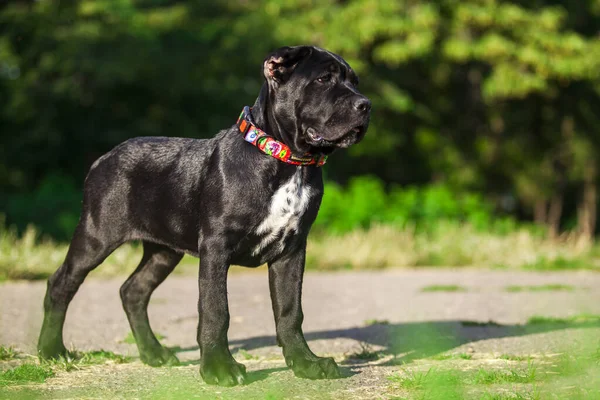 Cane Canna Corso Razza All Aperto — Foto Stock