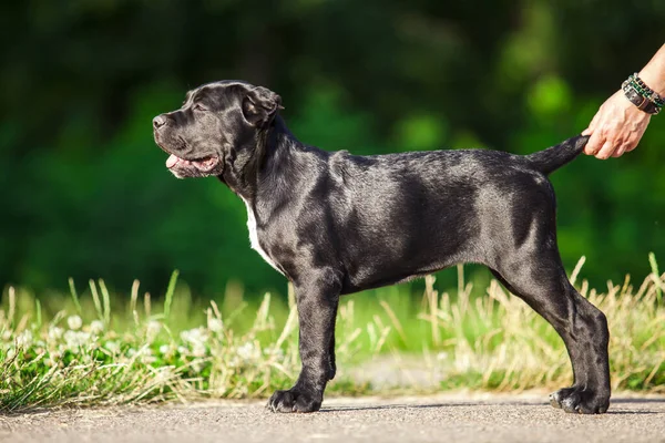 Köpek kamışı Corso dışarıda ürer.
