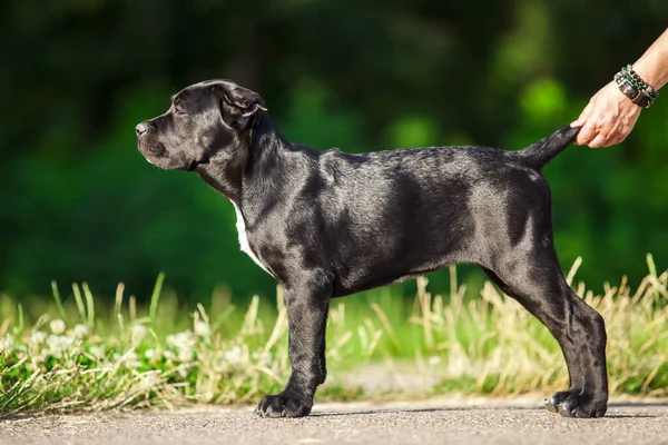 Köpek kamışı Corso dışarıda ürer.