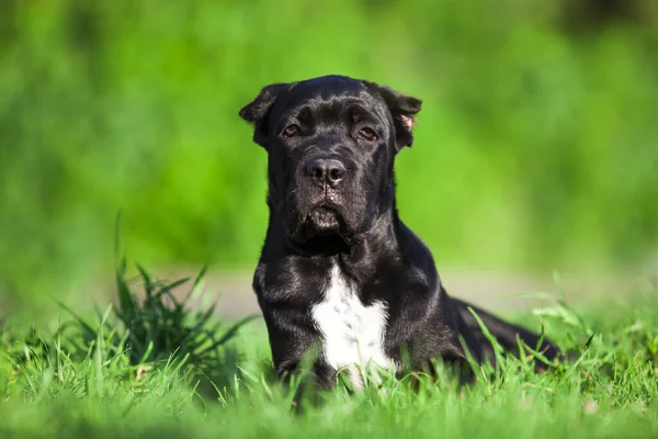 Dog Cane Corso Breed Outdoors — Stock Photo, Image