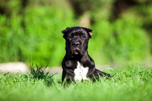 Caña Perro Corso Raza Aire Libre —  Fotos de Stock