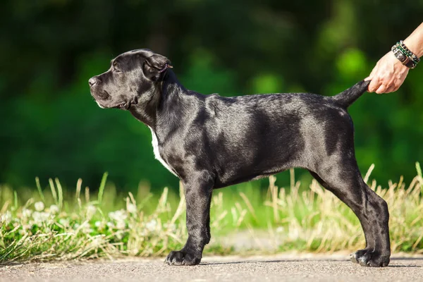 Köpek kamışı Corso dışarıda ürer.