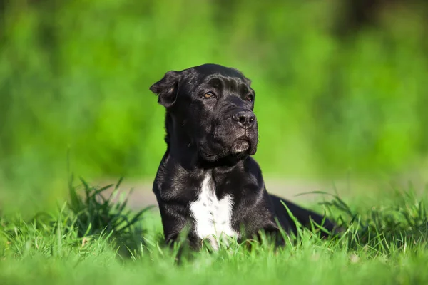 Cane Canna Corso Razza All Aperto — Foto Stock