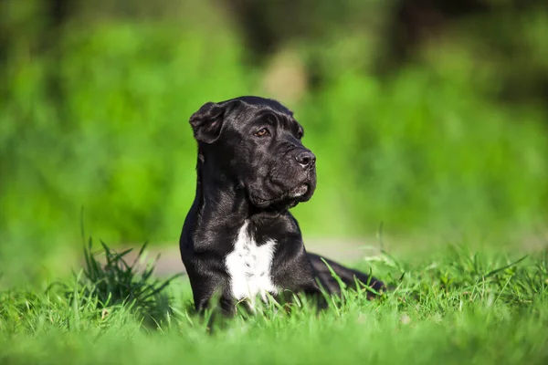 Köpek kamışı Corso dışarıda ürer.
