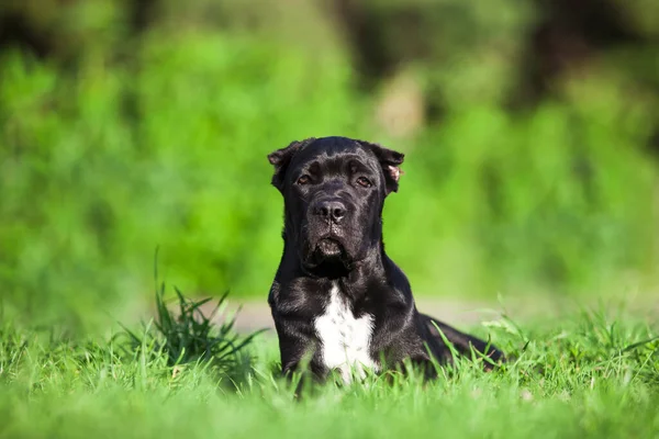 Köpek kamışı Corso dışarıda ürer.