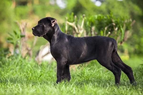 Hund Sockerrör Corso Ras Utomhus — Stockfoto