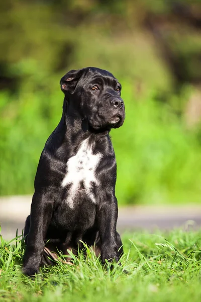 Hundekorso Freien — Stockfoto