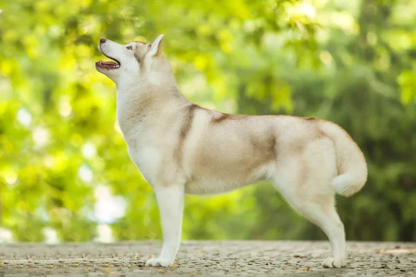 愛らしいシベリアのハスキー犬屋外 — ストック写真