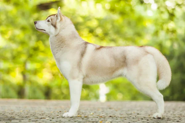 愛らしいシベリアのハスキー犬屋外 — ストック写真